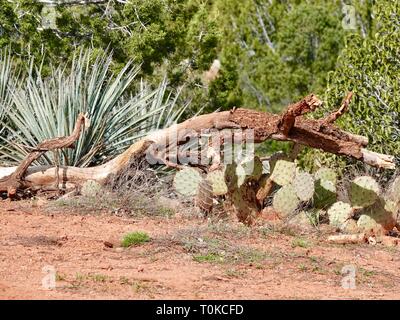 Part of a dead tree, on red soil, and patch of cacti, Sedona, AZ. Stock Photo
