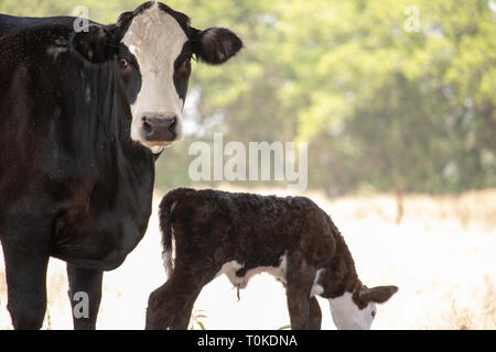 Momma Cow with newborn calf Stock Photo