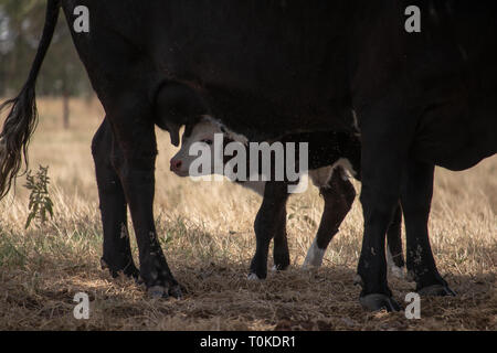 Momma Cow with newborn calf Stock Photo