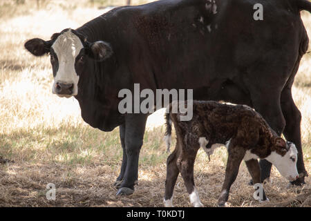 Momma Cow with newborn calf Stock Photo