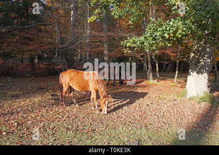 Ponies at Gritnam Wood beside Brick Kiln Inclosure New Forest National Park Hampshire England UK Stock Photo