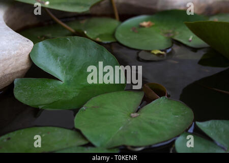 Green aquatic plant leaves on small pond surface in thai garden Stock Photo