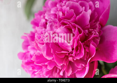 Closeup of  pink Peony flower on light background. Floral background. Stock Photo