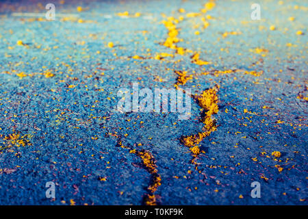 Mimosa. Fallen mimosa flowers on the floor. Stock Photo