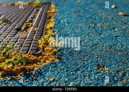 Mimosa. Fallen mimosa flowers on the floor. Stock Photo