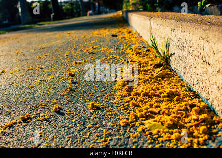 Mimosa. Fallen mimosa flowers on the floor. Stock Photo