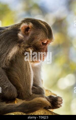 A Rhesus Macaque, resting on Mount Popa, Myanmar Stock Photo