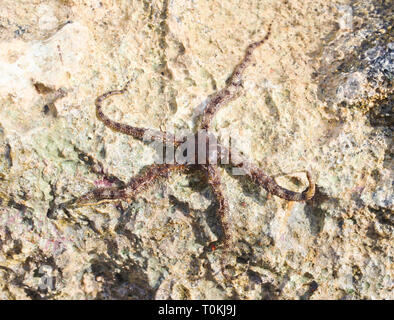 Starfish with writhing tentacles on a rock close up Stock Photo