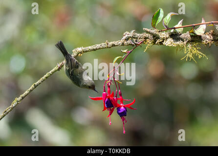 Hanging upside down a Tennessee Warbler reaches for the nectar from a bright red and purple flower Stock Photo