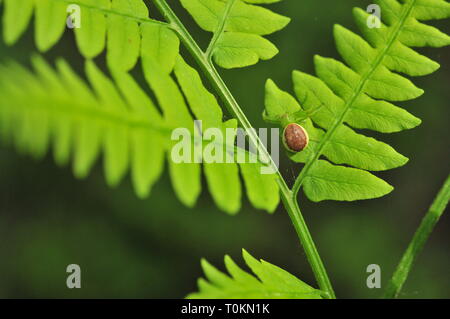 Green crab spider (Diaea dorsata) Stock Photo