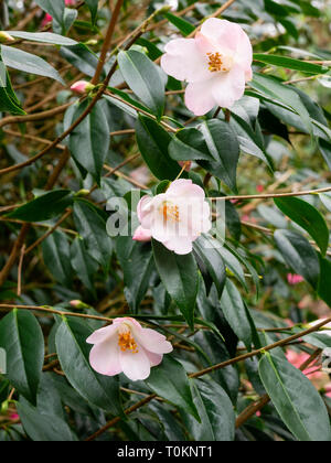 Small pink flowers of the hardy evergreen shrub, Camellia cuspidata x saluenensis 'Winton' Stock Photo