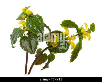 Variegated foliage and yellow spring flowers of the invasive garden plant, Lamiastrum galeobdolon subsp argentatum, isolated on a white background Stock Photo