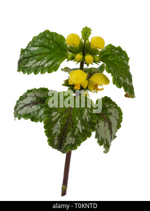 Variegated foliage and yellow spring flowers of the invasive garden plant, Lamiastrum galeobdolon subsp argentatum, isolated on a white background Stock Photo
