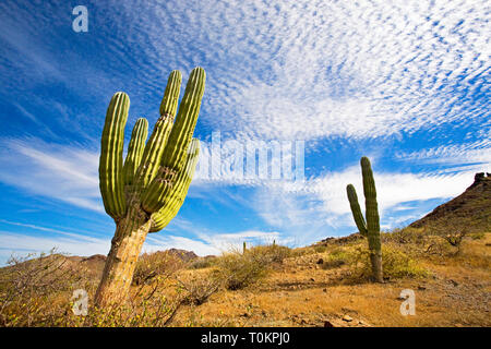 An old  specimen of Pachycereus pringlei, also known as Mexican giant cardon or elephant cactus, growing in the southern area of Baja California near  Stock Photo