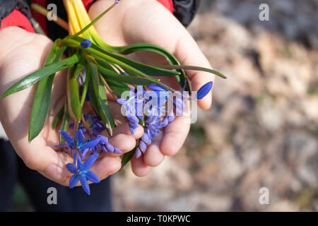 Blue, small snowdrops on the palms of a child. The first flowers of spring. Snowdrops in the forest. Close-up of snowdrops. Free space for text. Copy  Stock Photo