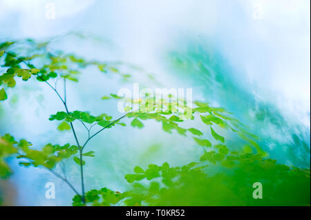 Detail of the Maidenhair fern (Adiantum raddianum). Selective focus and shallow depth of field. Stock Photo