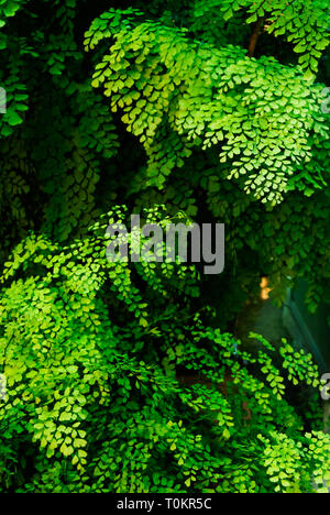 Maidenhair fern (Adiantum raddianum). Stock Photo