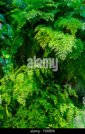 Maidenhair fern (Adiantum raddianum) Stock Photo