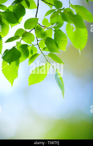 Elm tree (Ulmus laevis) branch with leaves Stock Photo