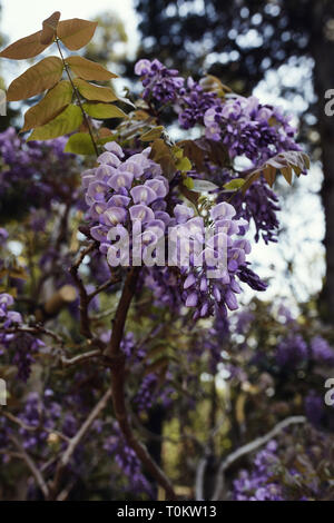 Purple Wisteria Floribunda flowers in full bloom at a park in Nara, Japan Stock Photo