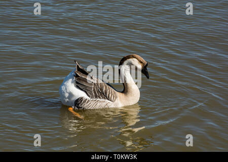 A single Swan Goose swimming round on a lake. Stock Photo