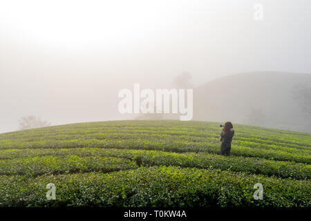 Aerial view of Photographer are taking photo on Long Coc tea hill, green landscape background, green leaf. Tan Son, Phu Tho, Vietnam Stock Photo