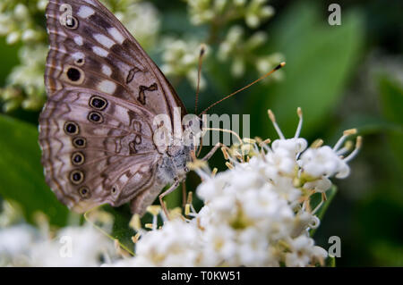 Hackberry Emperor (Asterocampa celtis) Butterfly feeding on a flowers nectar. Stock Photo