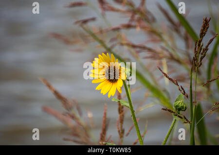 A single Maximilian sunflower (Helianthus maximiliani Schrad) next to a lake. Stock Photo