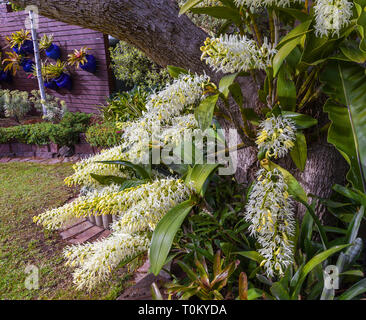 Thelychiton speciosus: formerly Dendrobium speciosum: Sydney Rock Orchid. A hardy Australian native orchid flowering in a  Melbourne garden. Stock Photo
