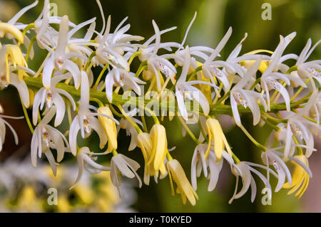 Thelychiton speciosus: formerly Dendrobium speciosum: Sydney Rock Orchid. A close up of the finely formed flowers create a spectacular display. Stock Photo