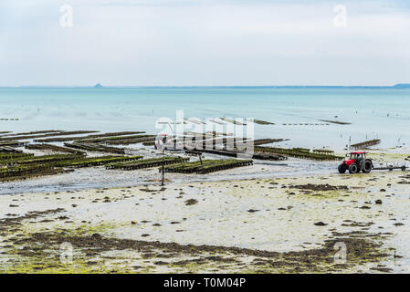 Oyster farms with growing oysters at low tide a cloudy day of summer in the port of Cancale, Brittany, France. Mont Saint-Michel on background Stock Photo