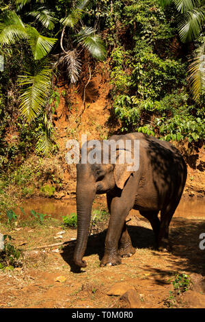 Cambodia, Mondulkiri Province, Sen Monorom, Elephant Valley Project, former working elephant leaving river after washing Stock Photo