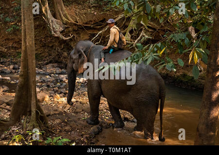 Cambodia, Mondulkiri Province, Sen Monorom, Elephant Valley Project, Mahout riding elephant from forest river Stock Photo