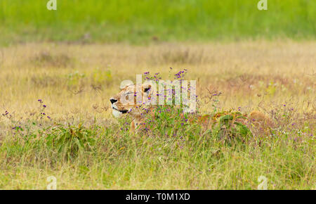 Lion In Purple Flowers Stock Photo