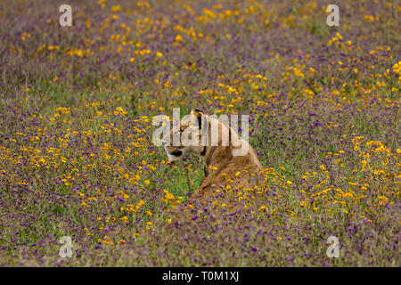 Lion In Flowers Stock Photo