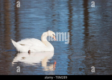 A mute swan glides across a blue lake. Its soft feathers and shoreline trees reflect in the rippling water. Stock Photo