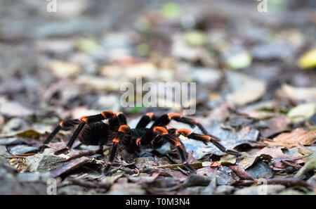 Costa Rican Orange-kneed Tarantula (Megaphobema mesomelas), Monteverde Cloud Forest Reserve, Costa Rica. Stock Photo