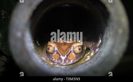 Spiny-headed tree frog (Anotheca spinosa) in a bamboo pole, Costa Rica. Stock Photo