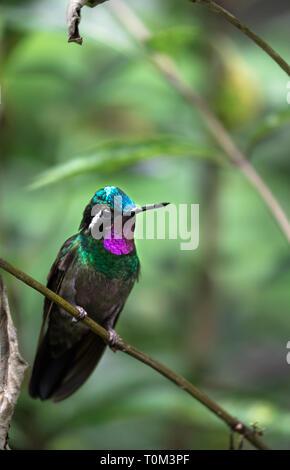 Purple-throated mountaingem (Lampornis calolaemus), adult male, perched on a branch in Monteverde National Park, Costa Rica. Stock Photo