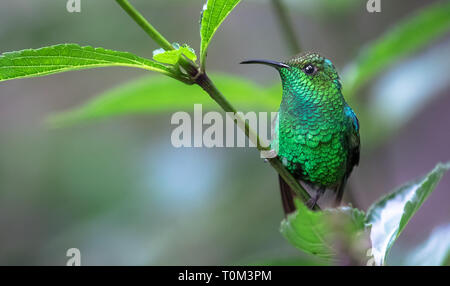 Coppery-headed emerald (Elvira cupreiceps), adult male, perched on a branch in Monteverde National Park, Costa Rica. Stock Photo