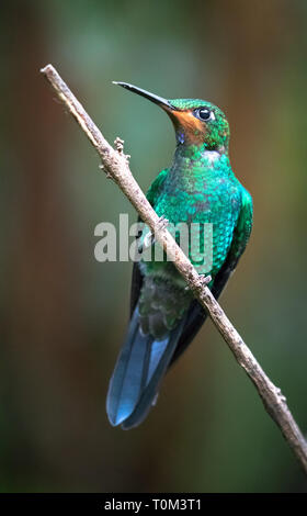 Green-crowned brilliant (Heliodoxa jacula), juvenile male, perched on a branch in Monteverde National Park, Costa Rica. Stock Photo