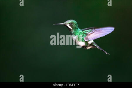 Green thorntail (Discosura conversii), adult female, in flight at Monteverde National Park, Costa Rica. Stock Photo