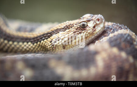 Neotropical rattlesnake (Crotalus durissus) resting in Costa Rica. Stock Photo