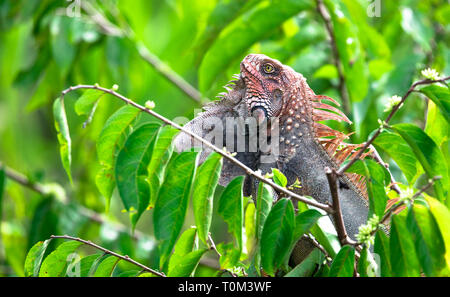 Green iguana (Iguana iguana) resting in a tree near Sierpe, Costa Rica. Stock Photo