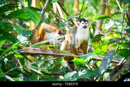 Central American squirrel monkey (Saimiri oerstedii) in mangrove trees near Sierpe, Costa Rica. Stock Photo