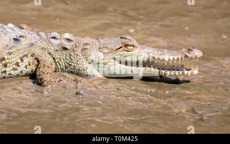 American crocodile (Crocodylus acutus) juvenile in the mangroves near Sierpe, Costa Rica. Stock Photo