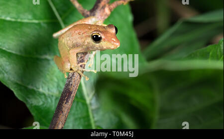 Common rain frog, also known as Fitzinger's robber frog (Craugastor fitzingeri), on a branch at night on the Osa Peninsula, Costa Rica. Stock Photo