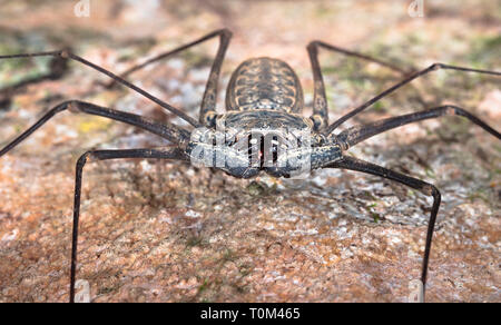 Whip spider, or tailless whip scorpion (order Amblypygi) on the Osa Peninsula, Costa Rica. Stock Photo
