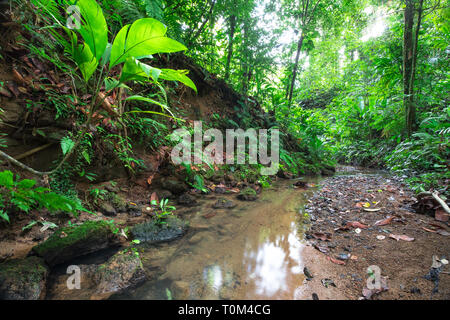A small stream flows through dense jungle on the Osa Peninsula, Costa Rica. Stock Photo