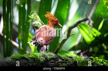 Chestnut-colored woodpecker (Celeus castaneus), adult male, near Puerto Viejo de Sarapiqui, Costa Rica. Stock Photo